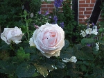 Perle d'Amour